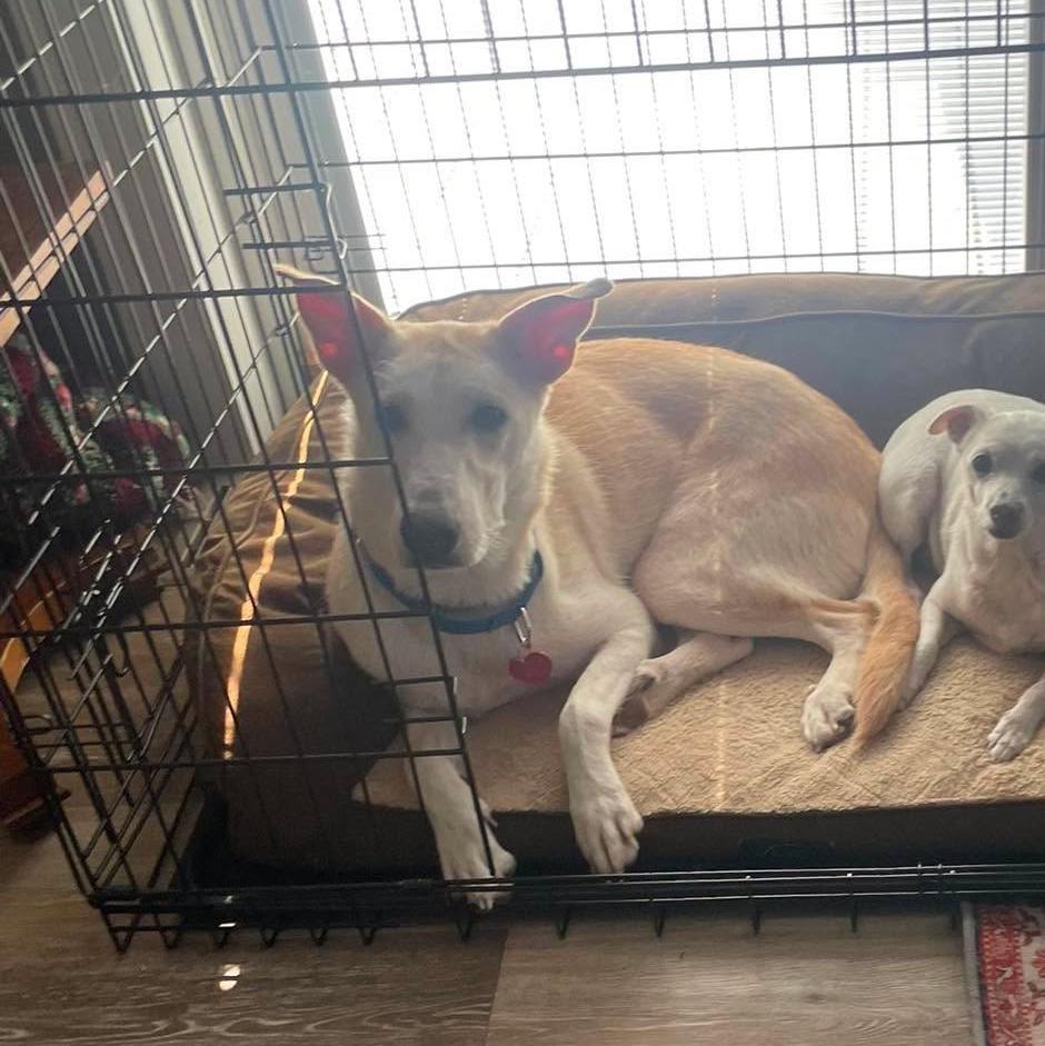 Enlarge Paisley, a Adoptable mixed breed in Rochester, NY image 3/6