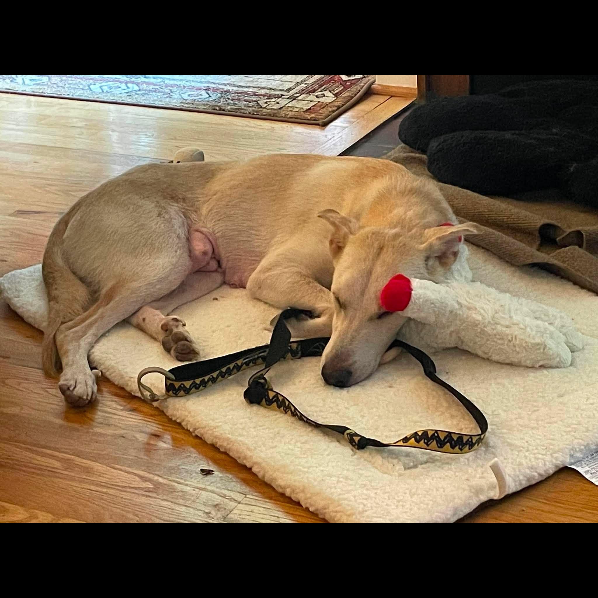Enlarge Paisley, a Adoptable mixed breed in Rochester, NY image 5/6