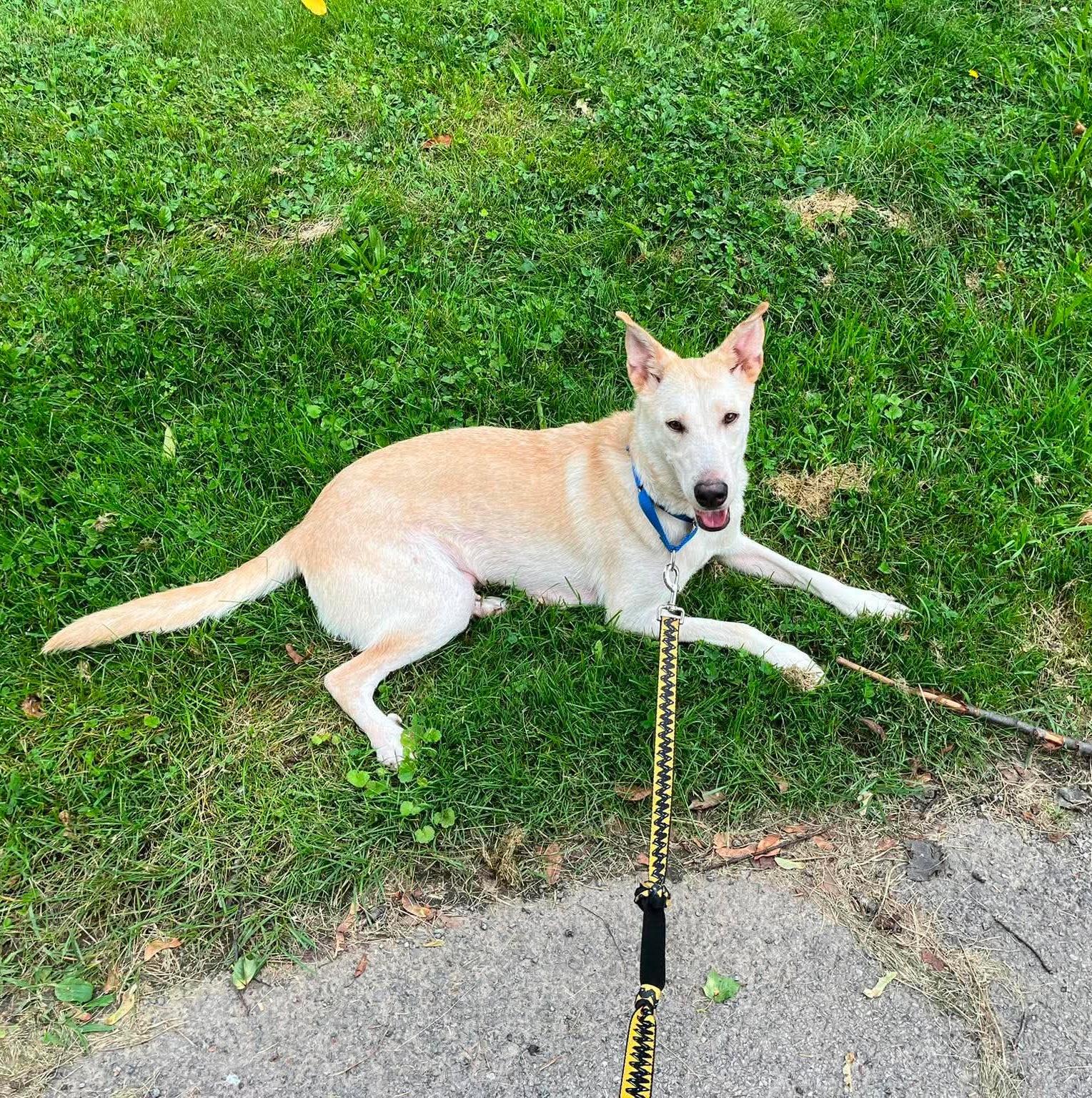 Enlarge Paisley, a Adoptable mixed breed in Rochester, NY image 6/6