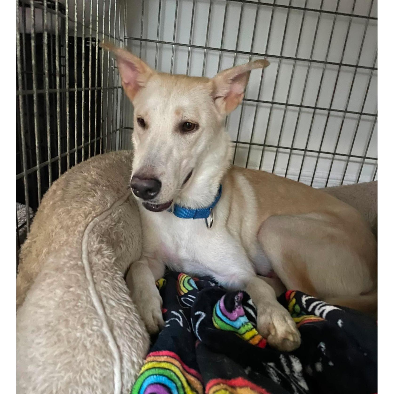 Enlarge Paisley, a Adoptable mixed breed in Rochester, NY image 4/6