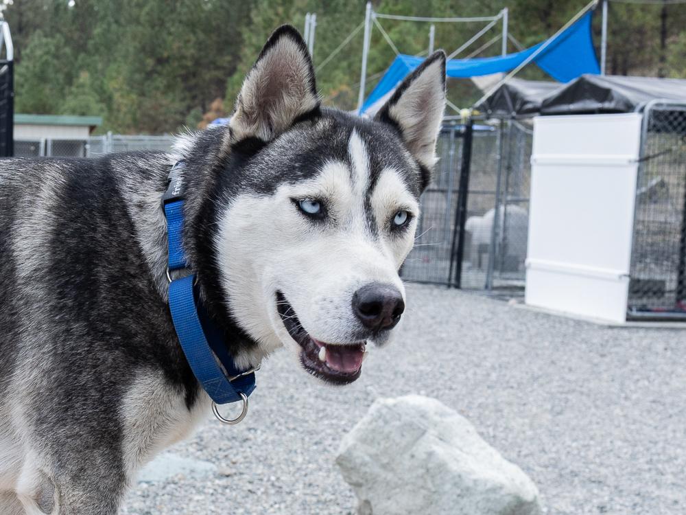 Laredo (BONDED with Riviera), Adoptable, Adult Male Husky & Mixed Breed.