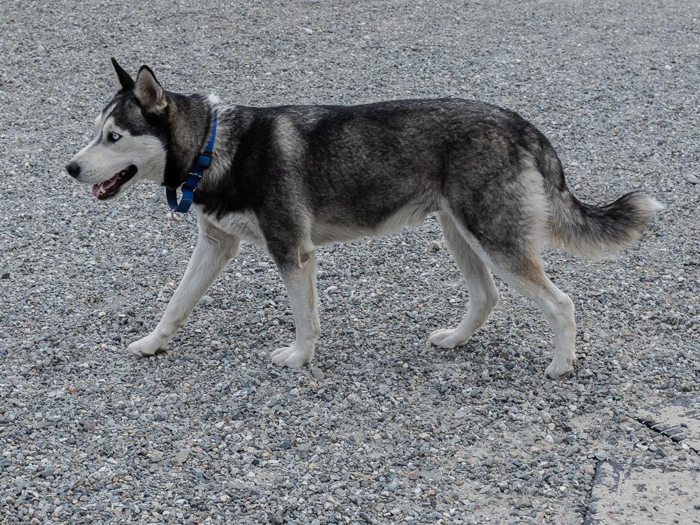 Enlarge Laredo (BONDED with Riviera), a Adoptable mixed breed in Monroe, WA image 4/6