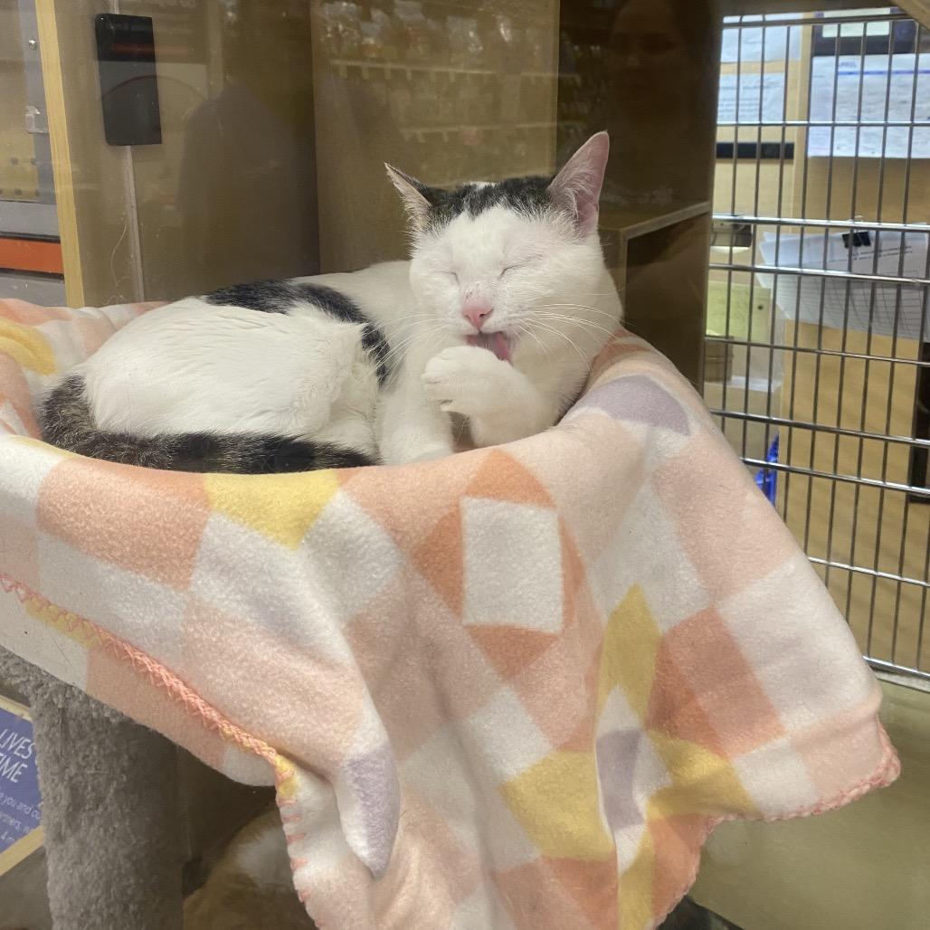 Enlarge Pepe, a Adoptable mixed breed in Henderson, NV image 2/6
