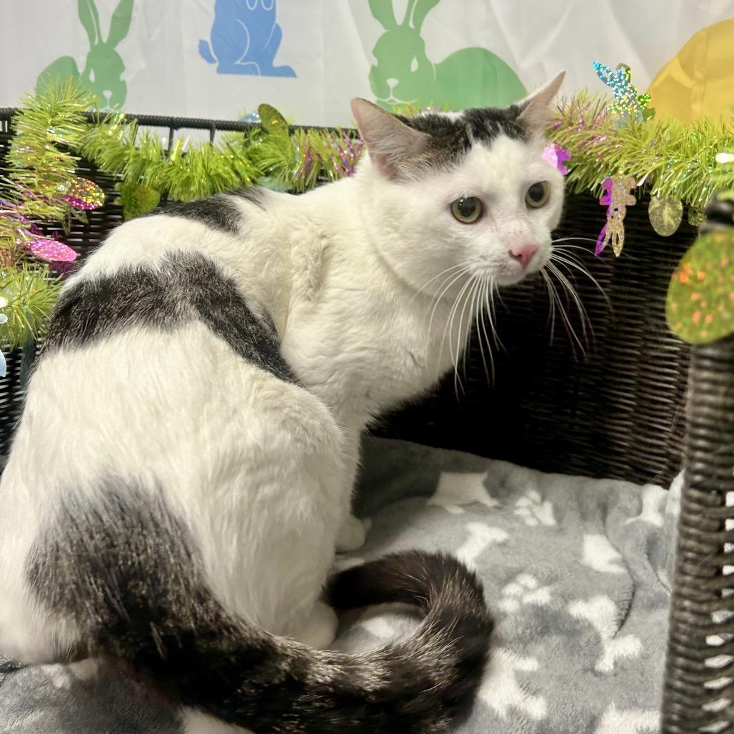 Enlarge Pepe, a Adoptable mixed breed in Henderson, NV image 4/6