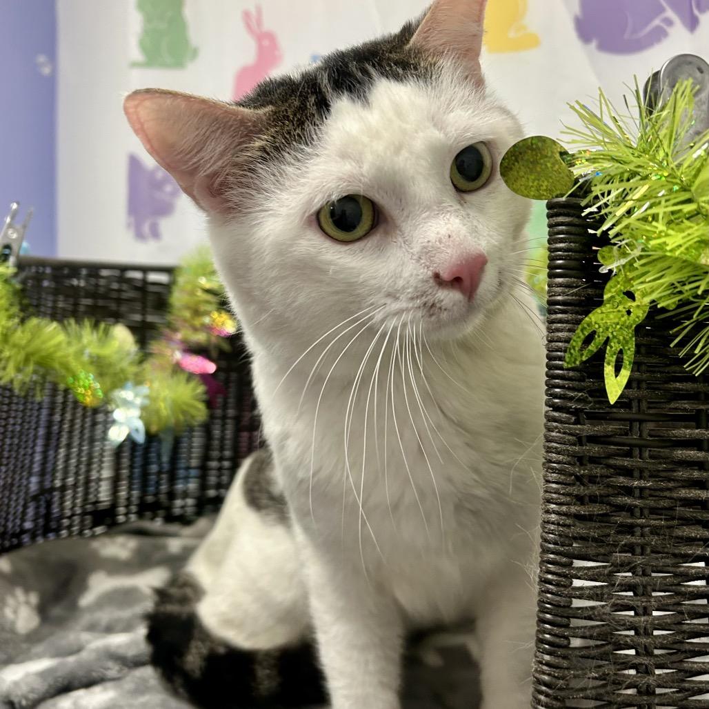 Enlarge Pepe, a Adoptable mixed breed in Henderson, NV image 6/6