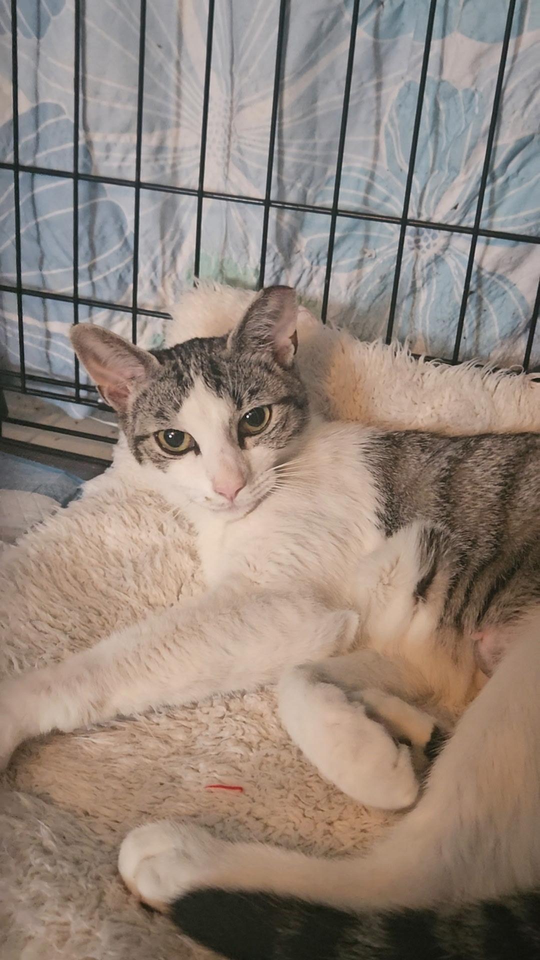 MALIBU N. - Cuddle Bug Domestic Short Hair Cat