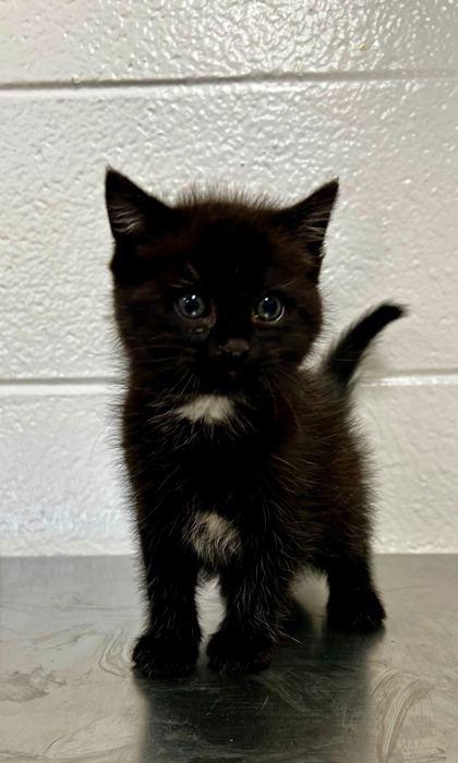 Ophren, Adoptable, Adult Male Domestic Short Hair & Domestic Short Hair.