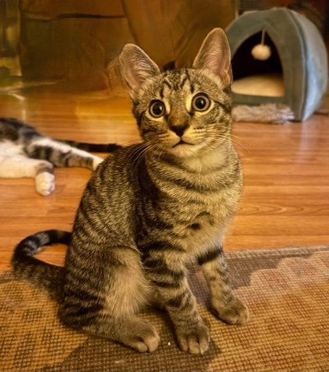 Peter, Adopted, Young Male Domestic Short Hair.