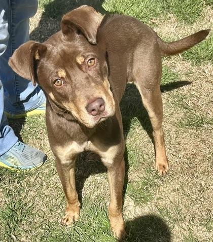 Enlarge John, an adopted Mixed Breed in Georgetown, TX image 2/3