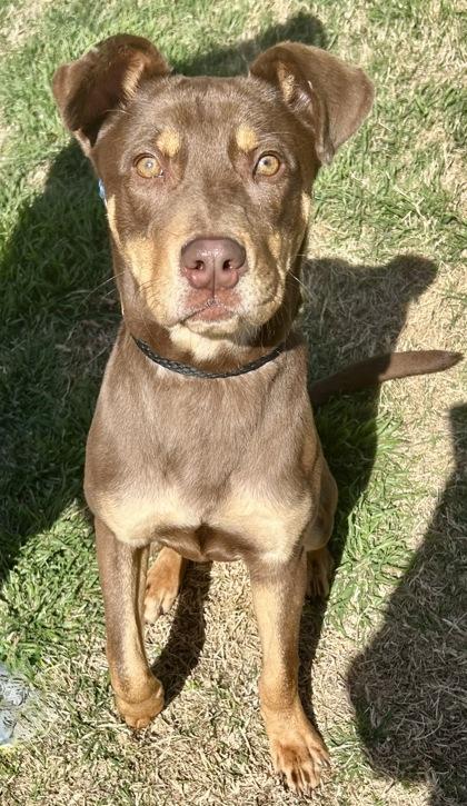 Enlarge John, an adopted Mixed Breed in Georgetown, TX image 3/3