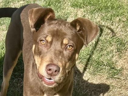 Enlarge John, an adopted Mixed Breed in Georgetown, TX image 1/3