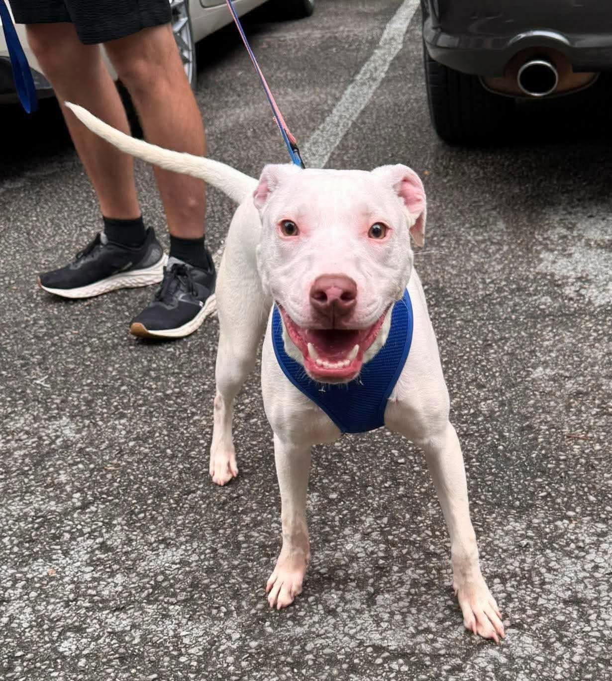 Taki, a ADOPTABLE mixed breed in Grand Rapids, MI image 2/2