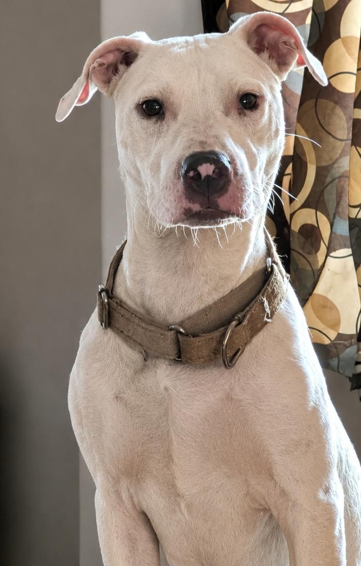 Taki, ADOPTABLE, Young Male Pit Bull Terrier.