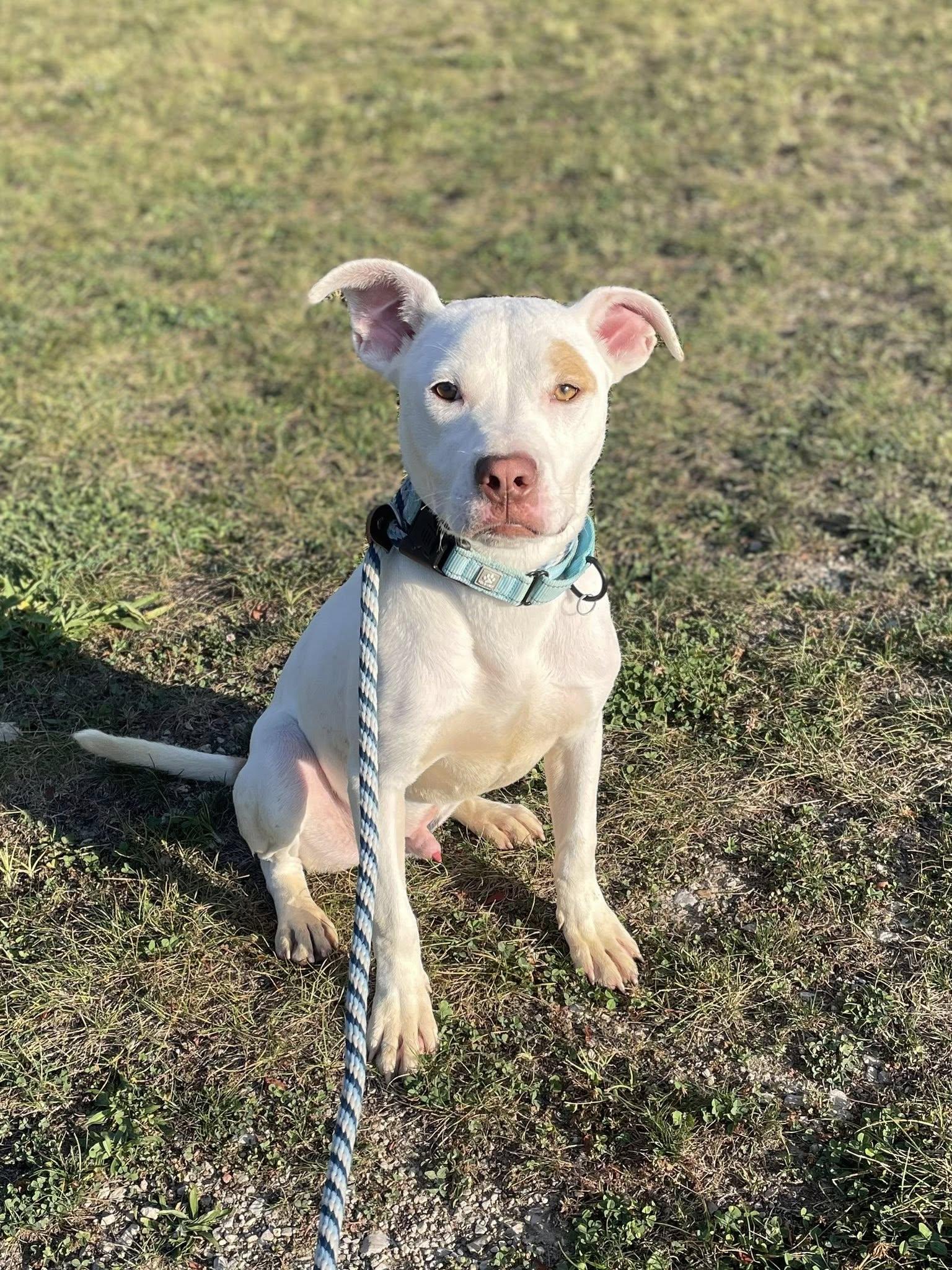 Mowgli