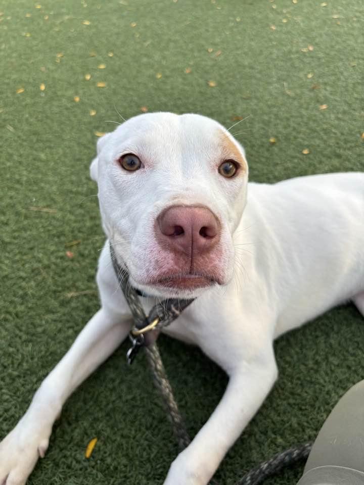 Mowgli