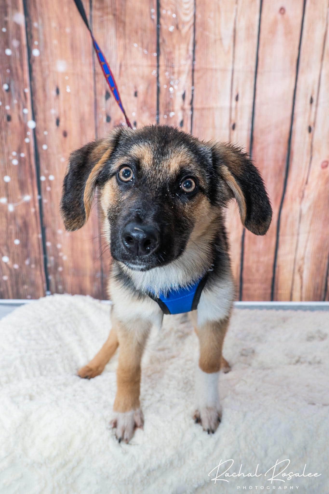 Ronnie, an adopted mixed breed in Hornell, NY image 2/2