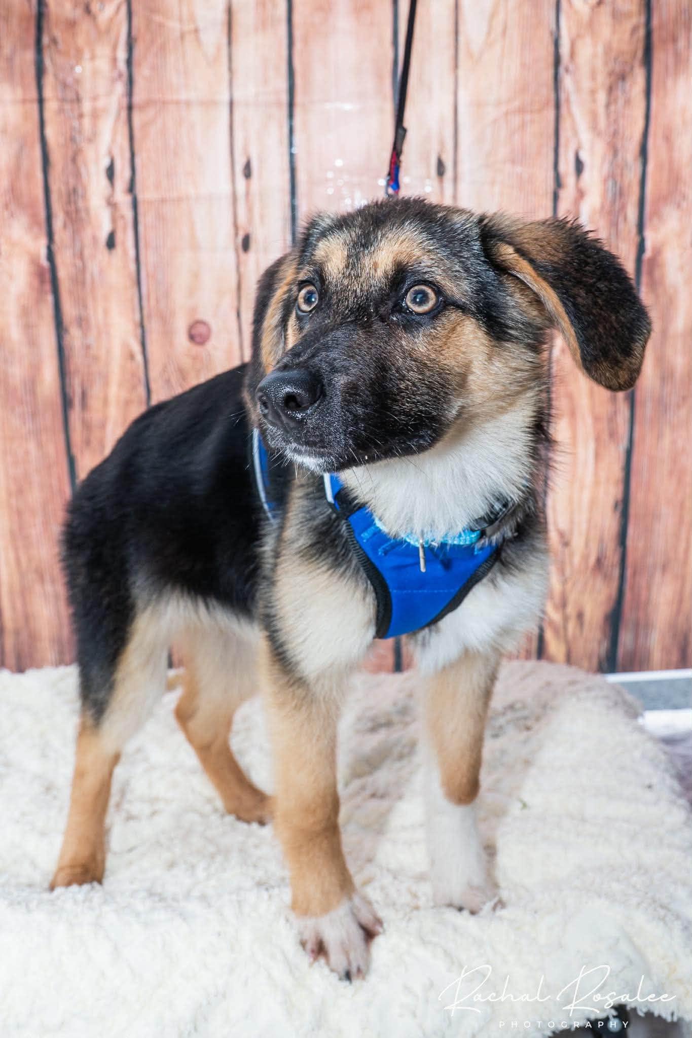 Ronnie, an adopted mixed breed in Hornell, NY image 1/2