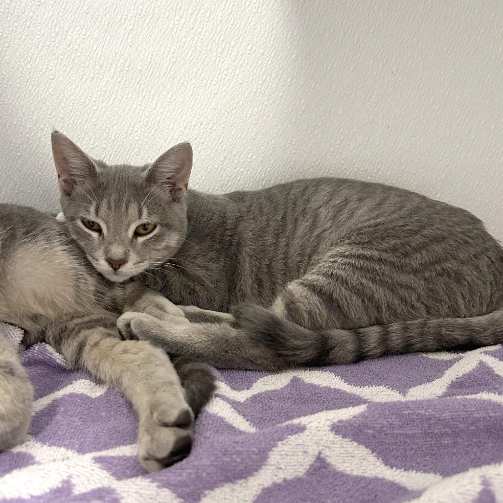 Koala, Adoptable, Young Female Domestic Short Hair & Domestic Short Hair.
