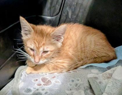 Enlarge Caramel, a ADOPTABLE Domestic Short Hair in Battle Creek, MI image 1/1
