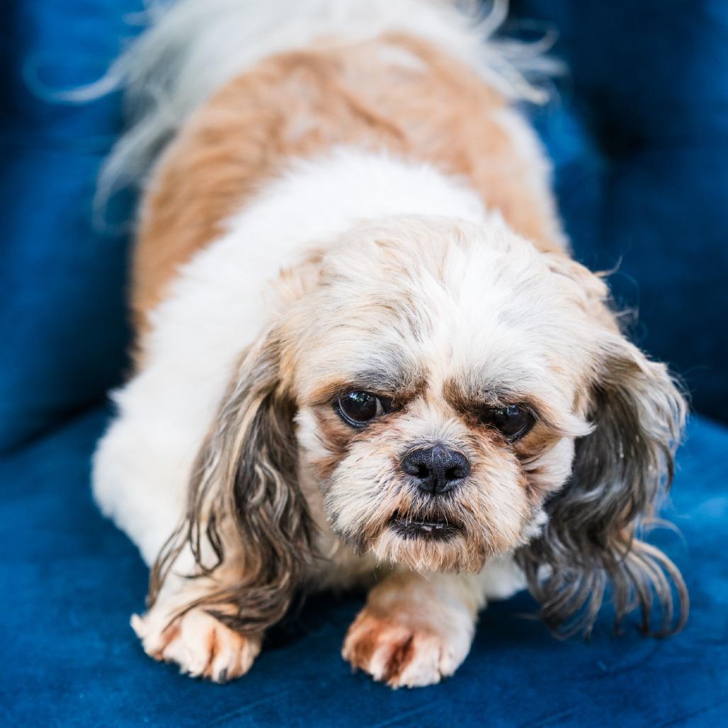 Bruce, ADOPTABLE, Adult Male Shih Tzu.