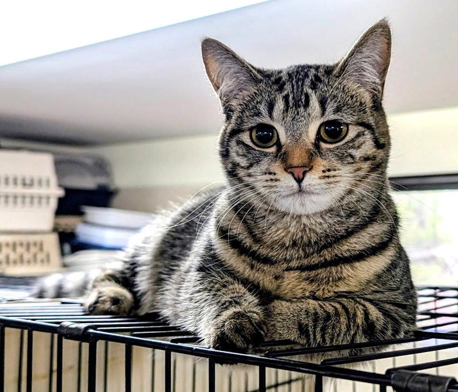 Soukoufeh, Adopted, Young Female Domestic Short Hair.