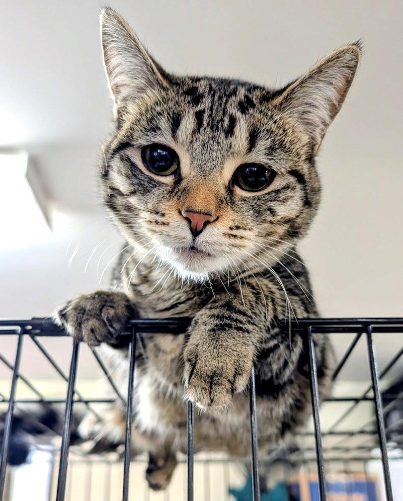 Soukoufeh, a Adopted Domestic Short Hair in Albemarle, NC image 2/3