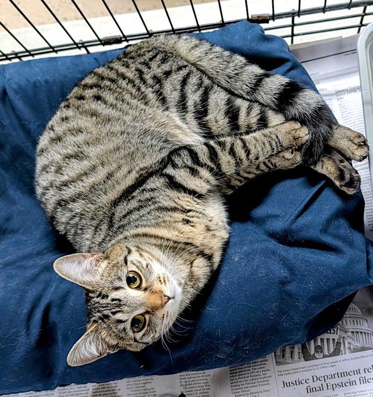 Soukoufeh, a Adopted Domestic Short Hair in Albemarle, NC image 3/3
