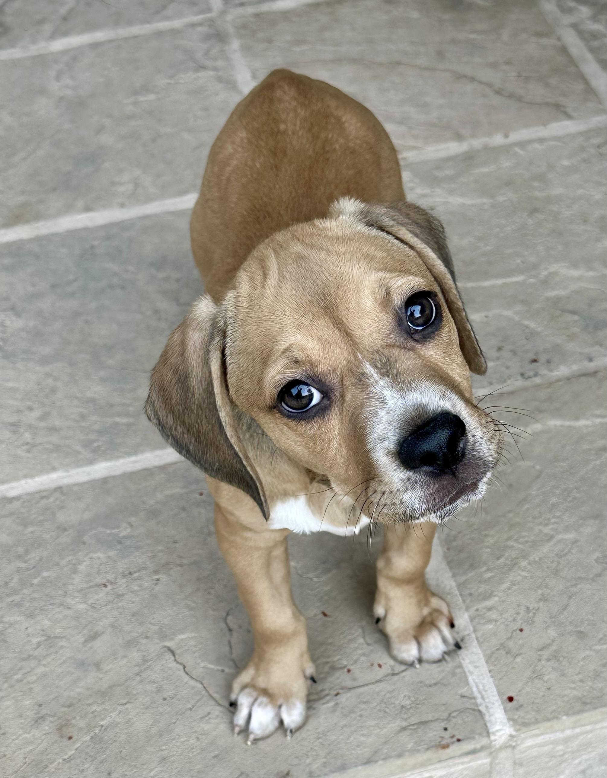 Enlarge QUINCY, a ADOPTABLE mixed breed in San Jose, CA image 1/3