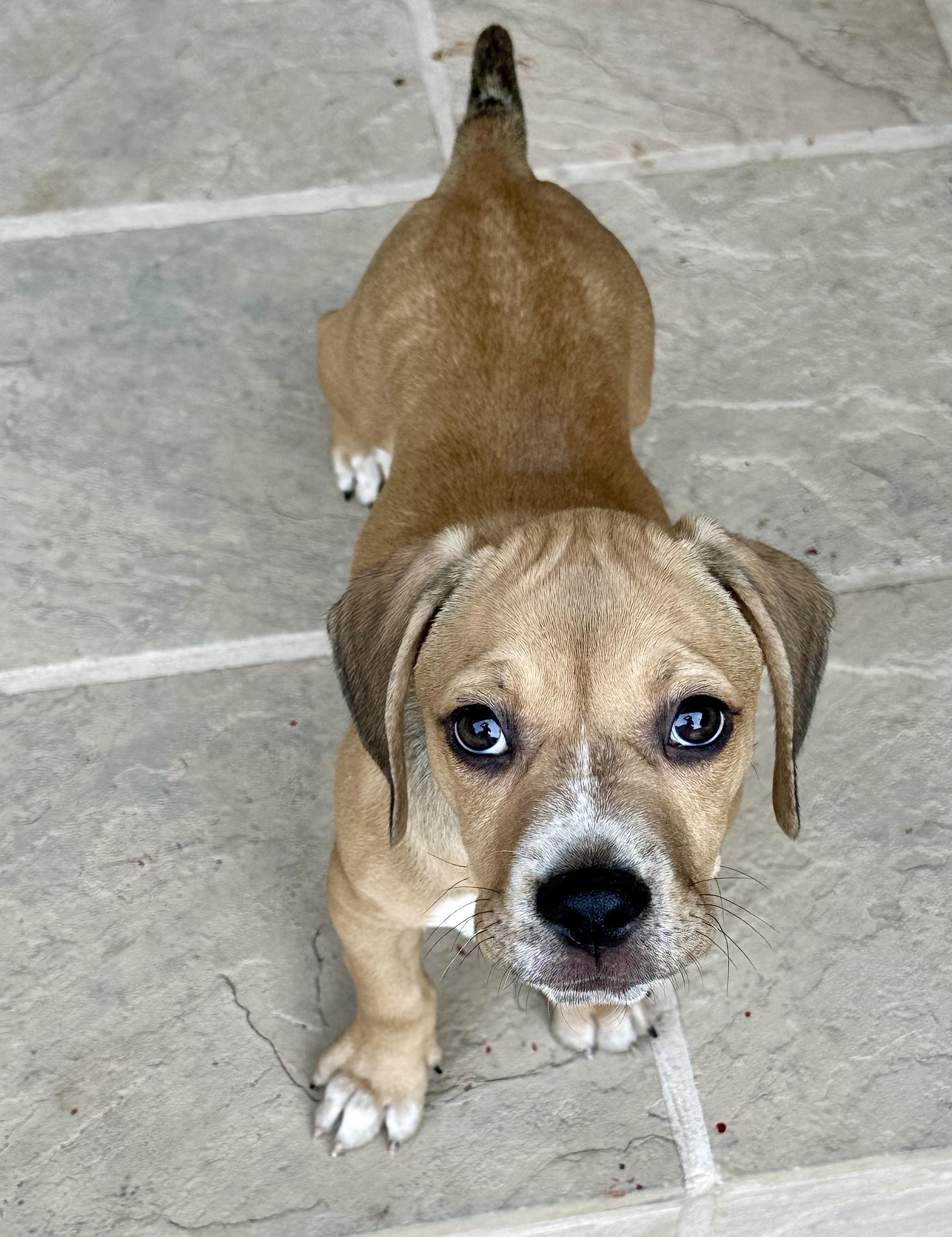 Enlarge QUINCY, a ADOPTABLE mixed breed in San Jose, CA image 2/3