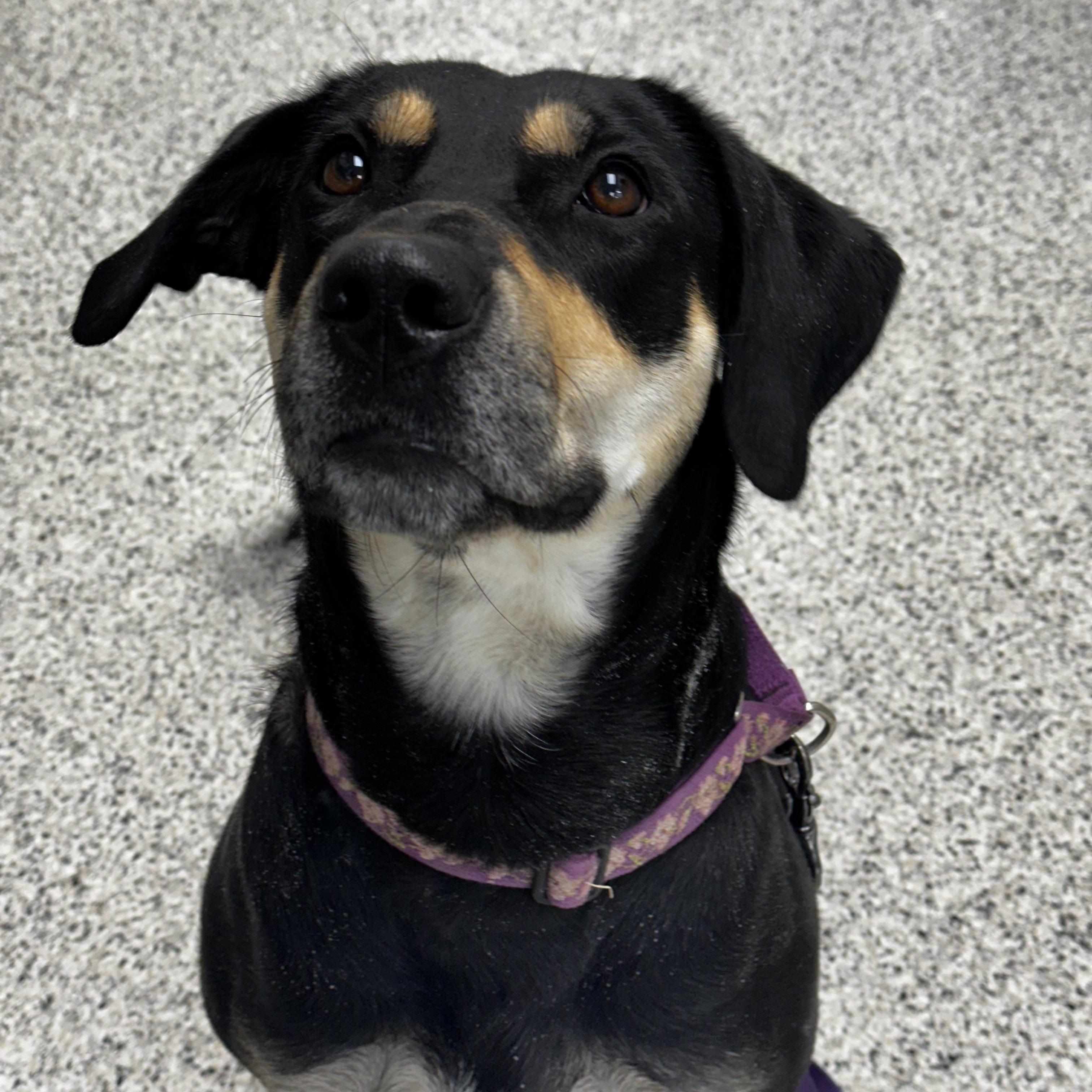 Tammy, a ADOPTABLE mixed breed in Liberty, MO image 1/4
