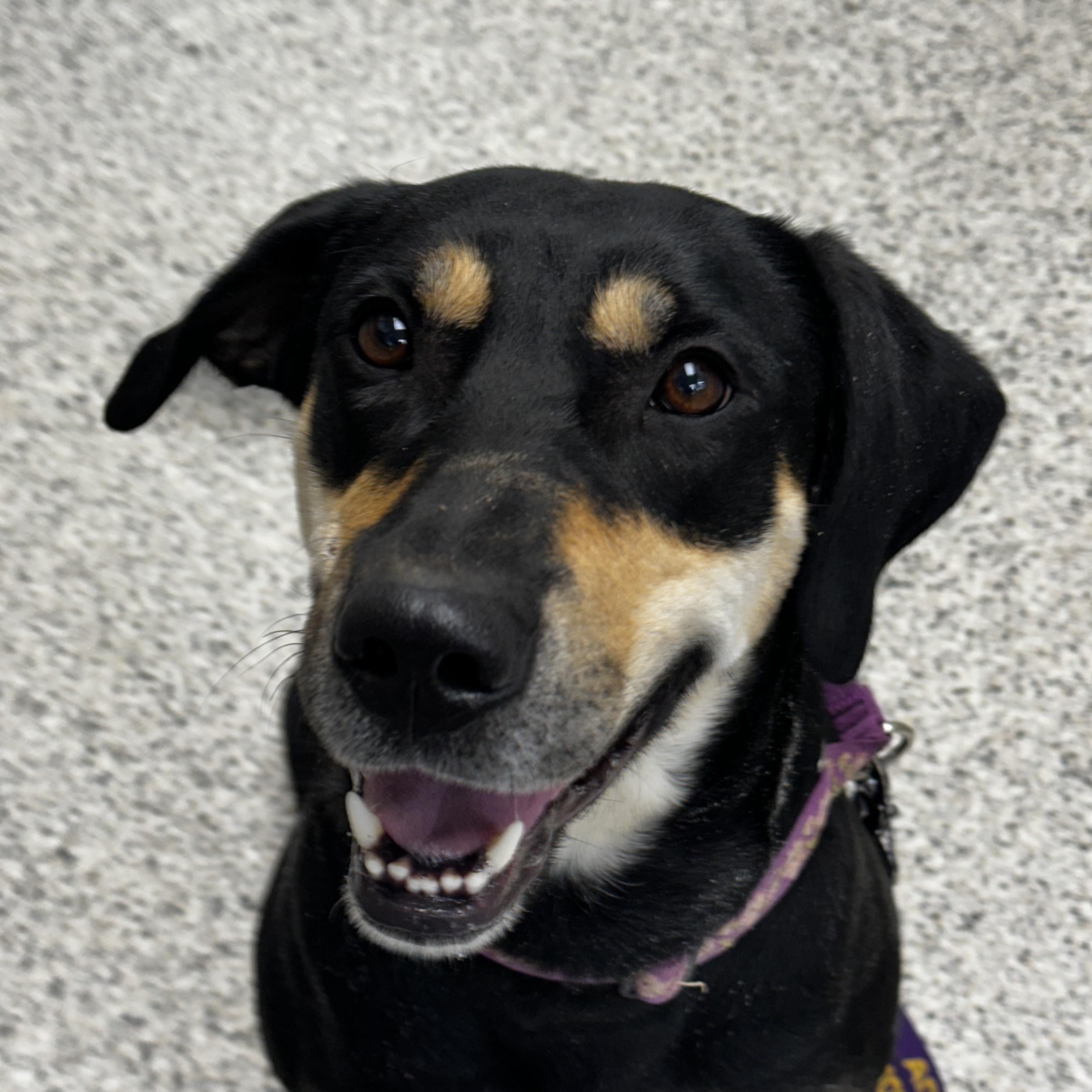 Tammy, a ADOPTABLE mixed breed in Liberty, MO image 2/4