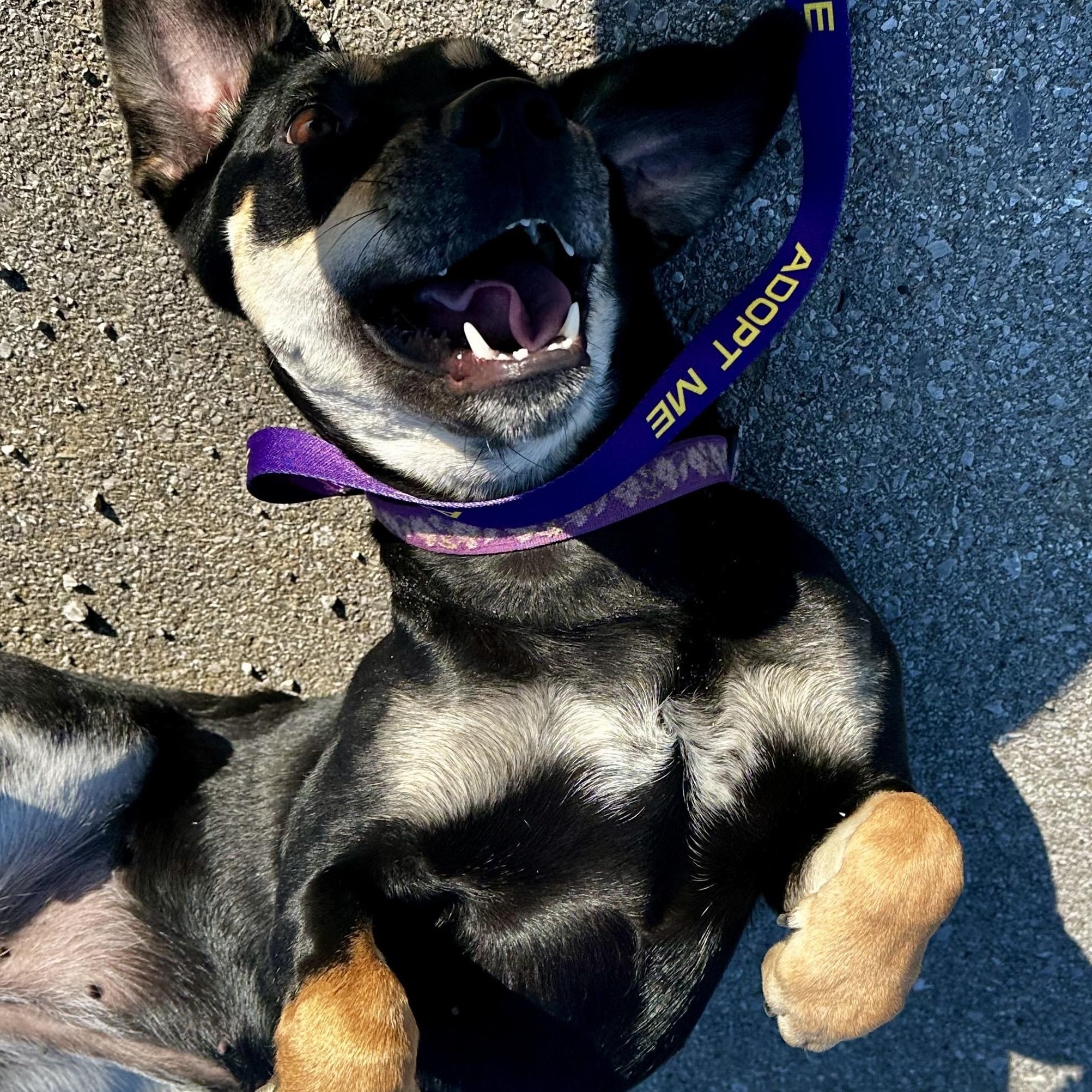 Tammy, a ADOPTABLE mixed breed in Liberty, MO image 3/4