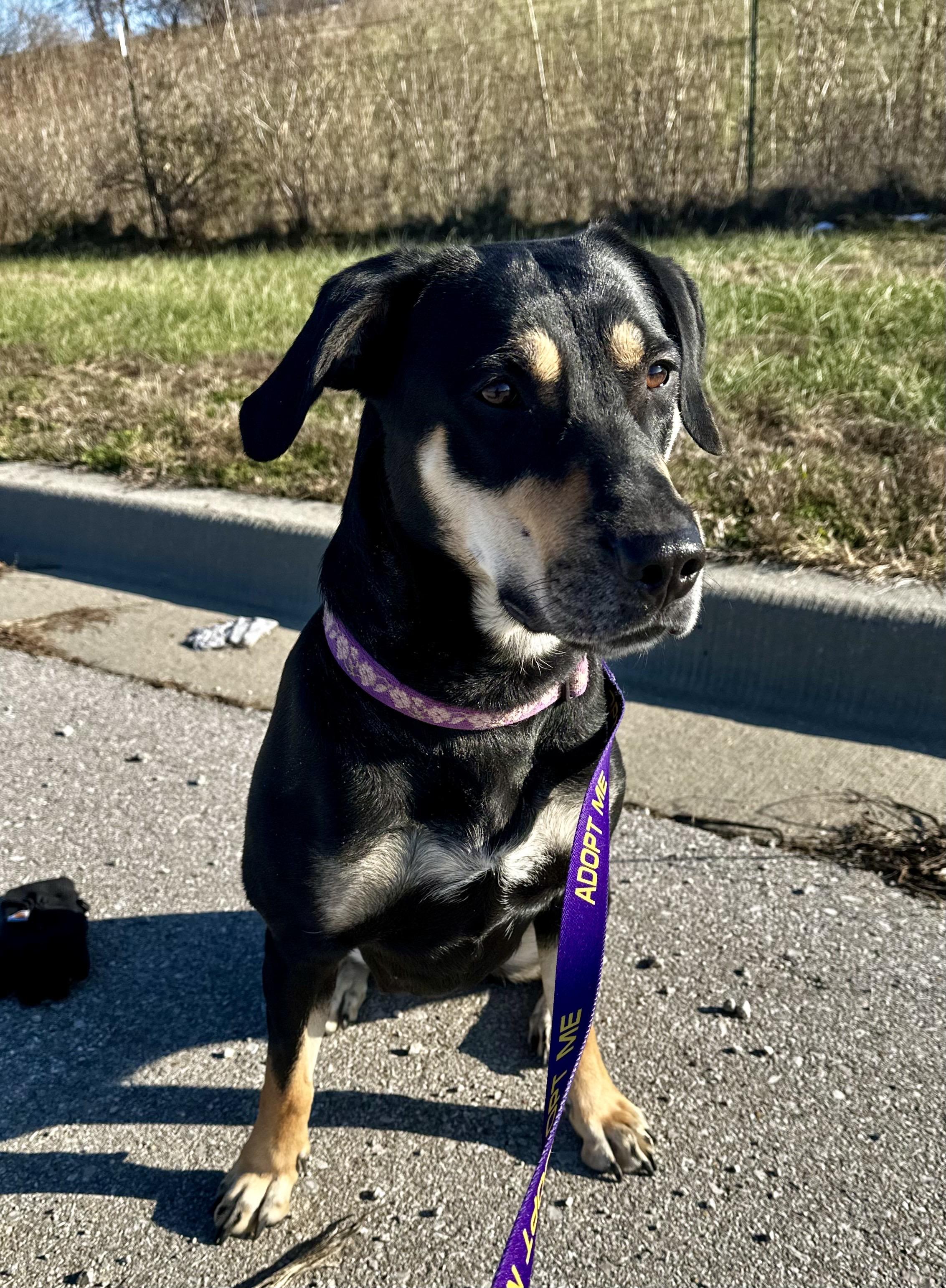 Tammy, a ADOPTABLE mixed breed in Liberty, MO image 4/4