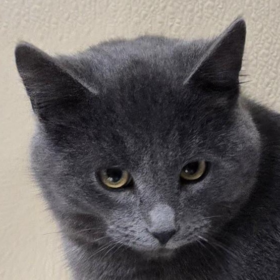 Enlarge Nicholas, an adoptable mixed breed in Brainerd, MN image 1/2