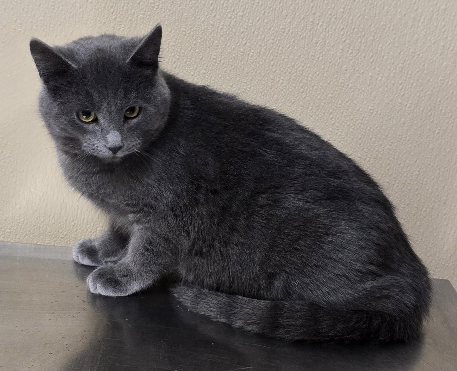 Enlarge Nicholas, an adoptable mixed breed in Brainerd, MN image 1/1