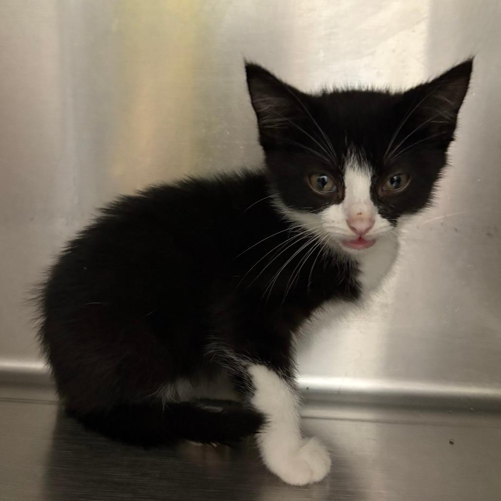 Ford, Adoptable, Young Female Domestic Short Hair & Domestic Short Hair.