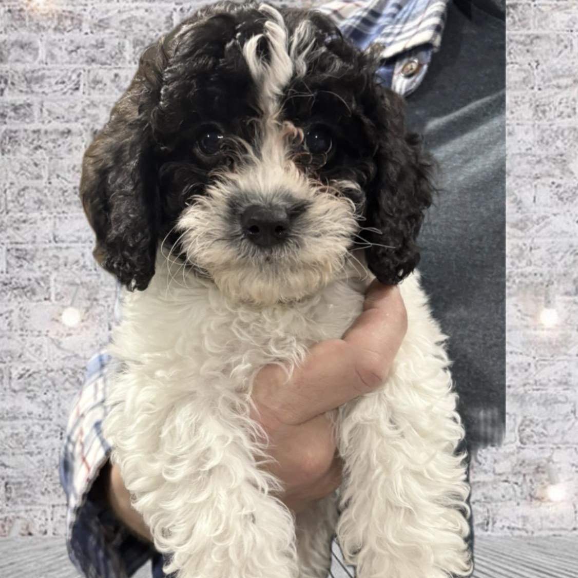 Pear, ADOPTABLE, Puppy Male Cavachon.