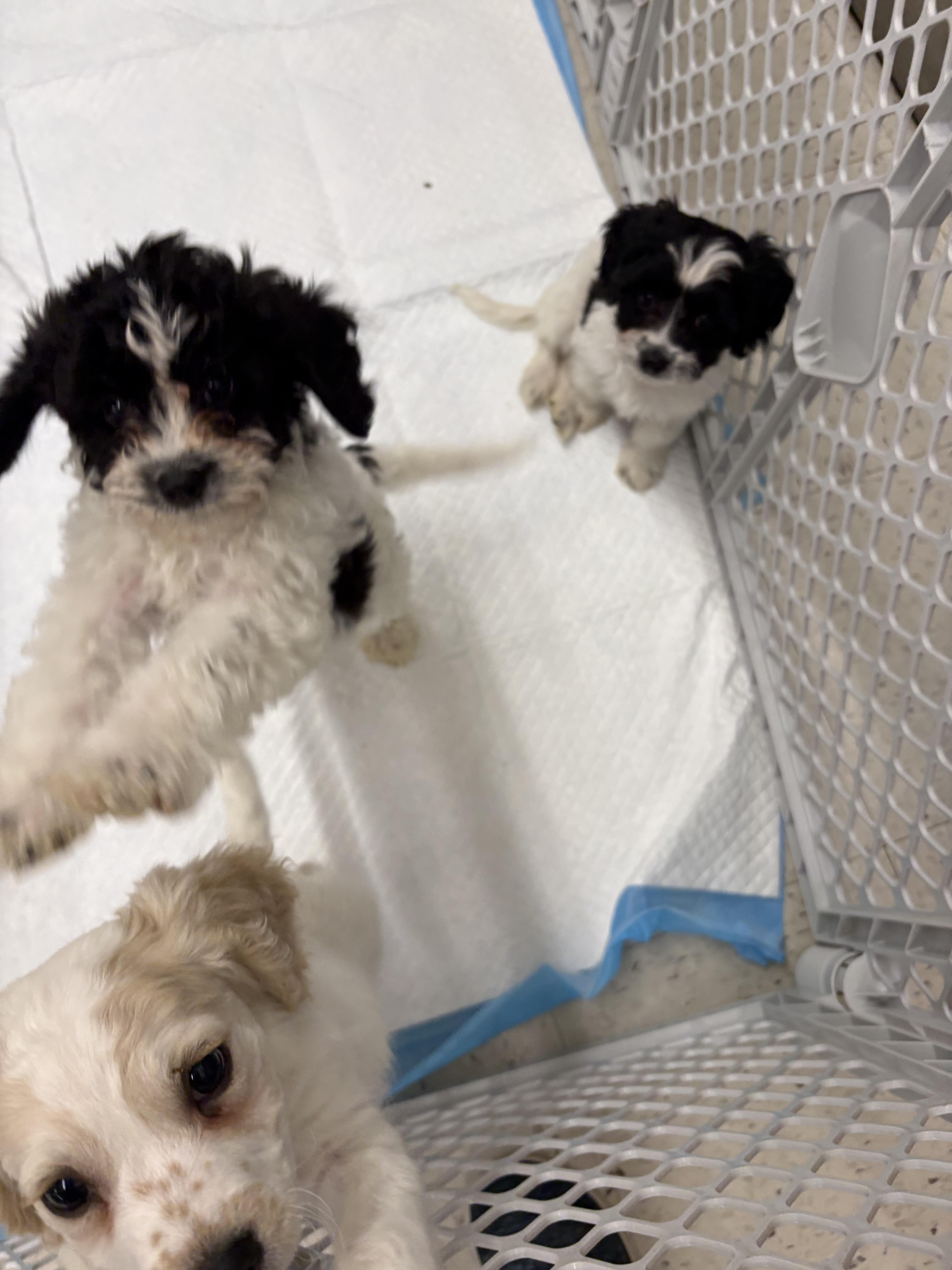 Enlarge Pear, a ADOPTABLE Cavachon in Wayne , NJ image 2/2