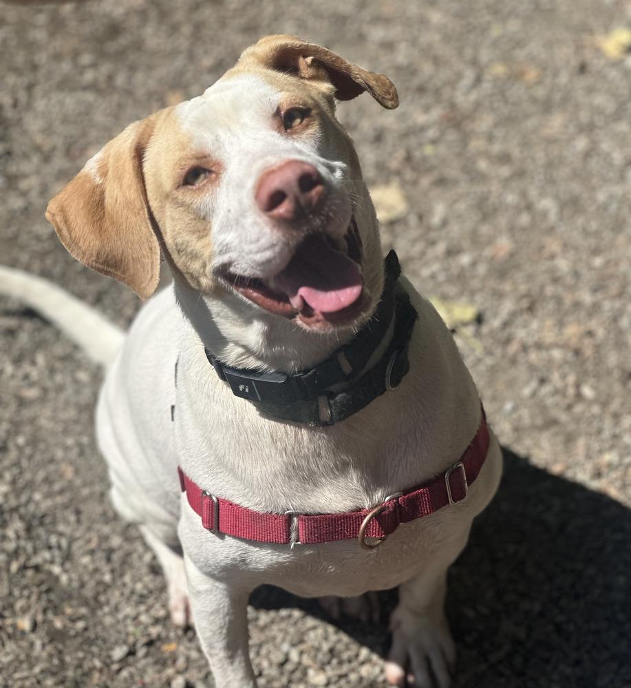 Jimmy, Adoptable, Adult Male Mixed Breed.