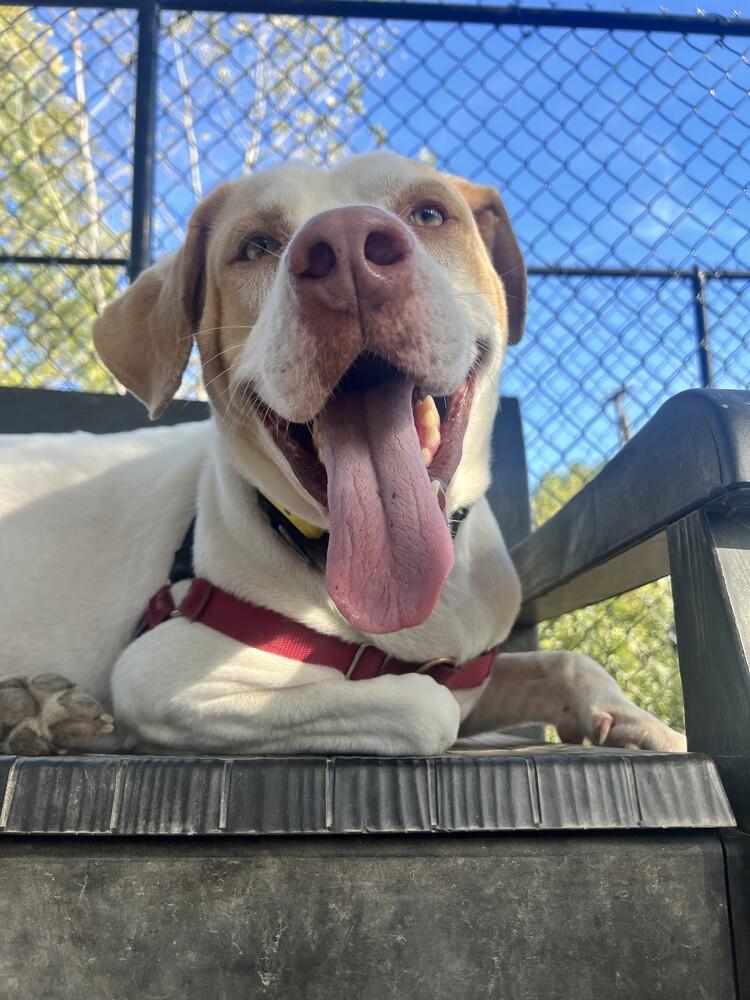 Enlarge Jimmy, a Adoptable mixed breed in Elmsford, NY image 2/6