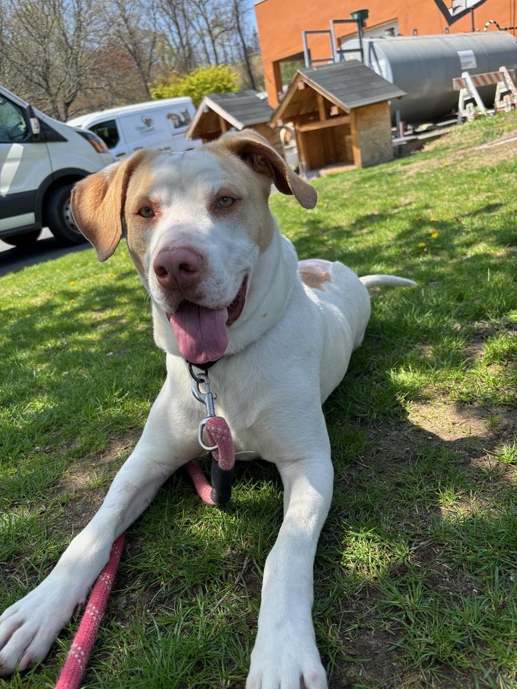 Enlarge Jimmy, a Adoptable mixed breed in Elmsford, NY image 3/6