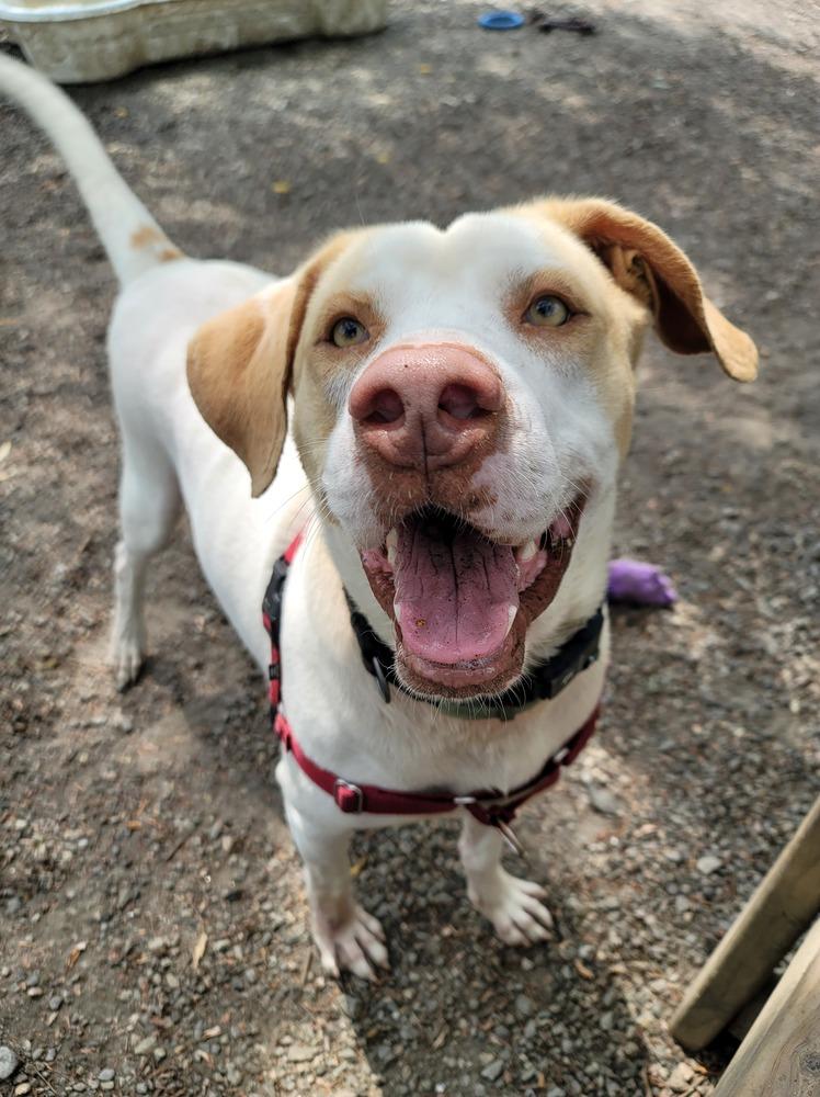Jimmy, Adoptable, Adult Male Mixed Breed.