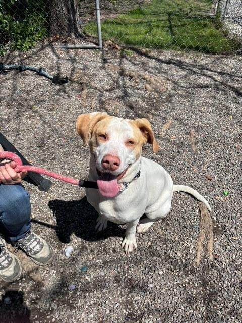 Enlarge Jimmy, a Adoptable mixed breed in Elmsford, NY image 5/6