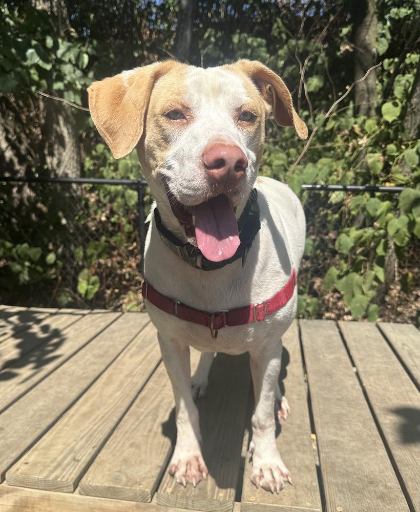 Enlarge Jimmy, a Adoptable mixed breed in Elmsford, NY image 6/6