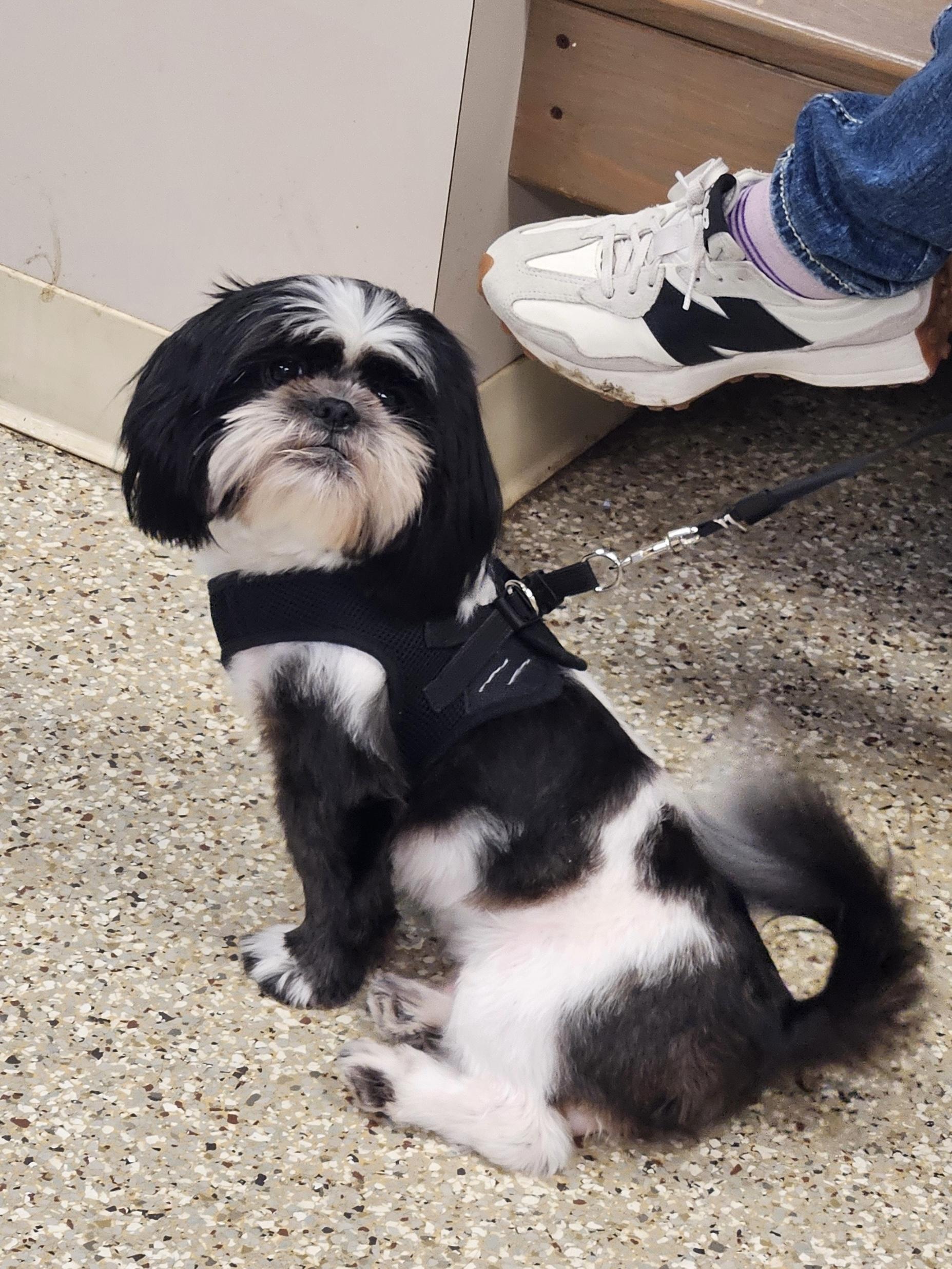 Enlarge Georgie Porgie, an adopted Shih Tzu in Humble, TX image 2/6
