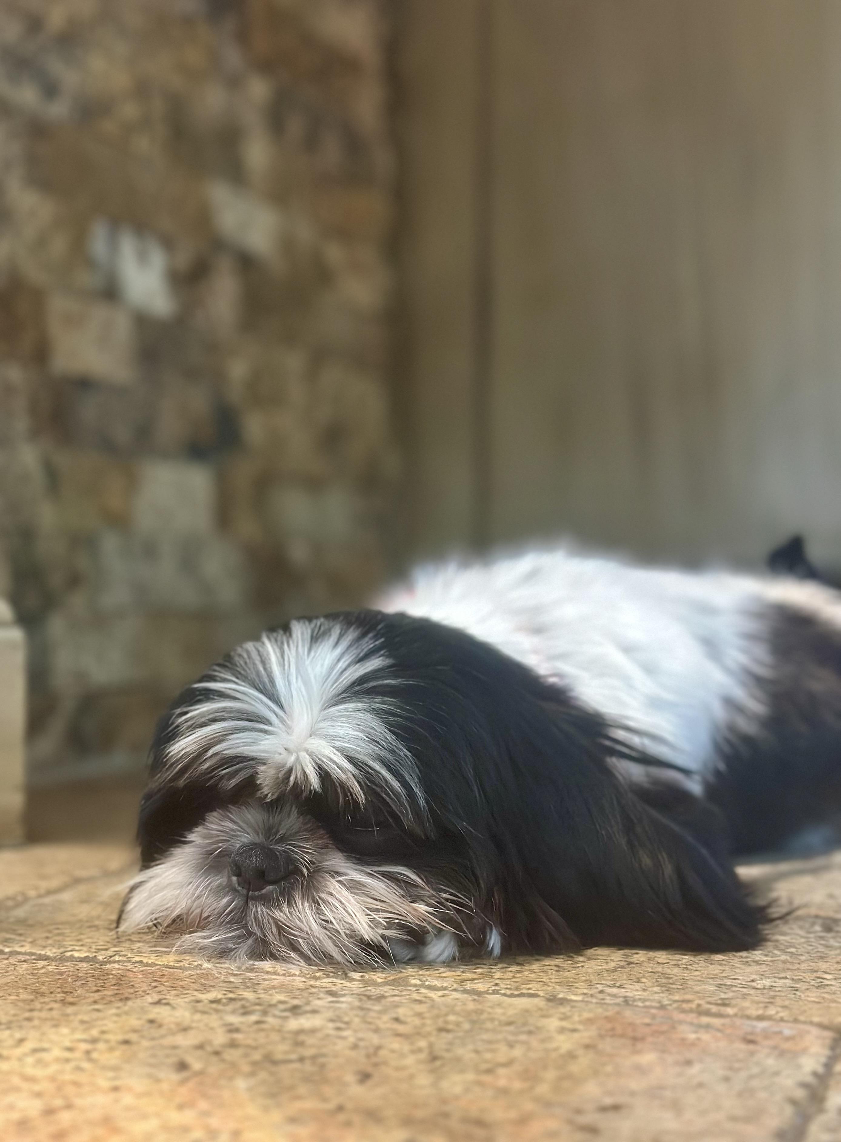 Enlarge Georgie Porgie, an adopted Shih Tzu in Humble, TX image 6/6