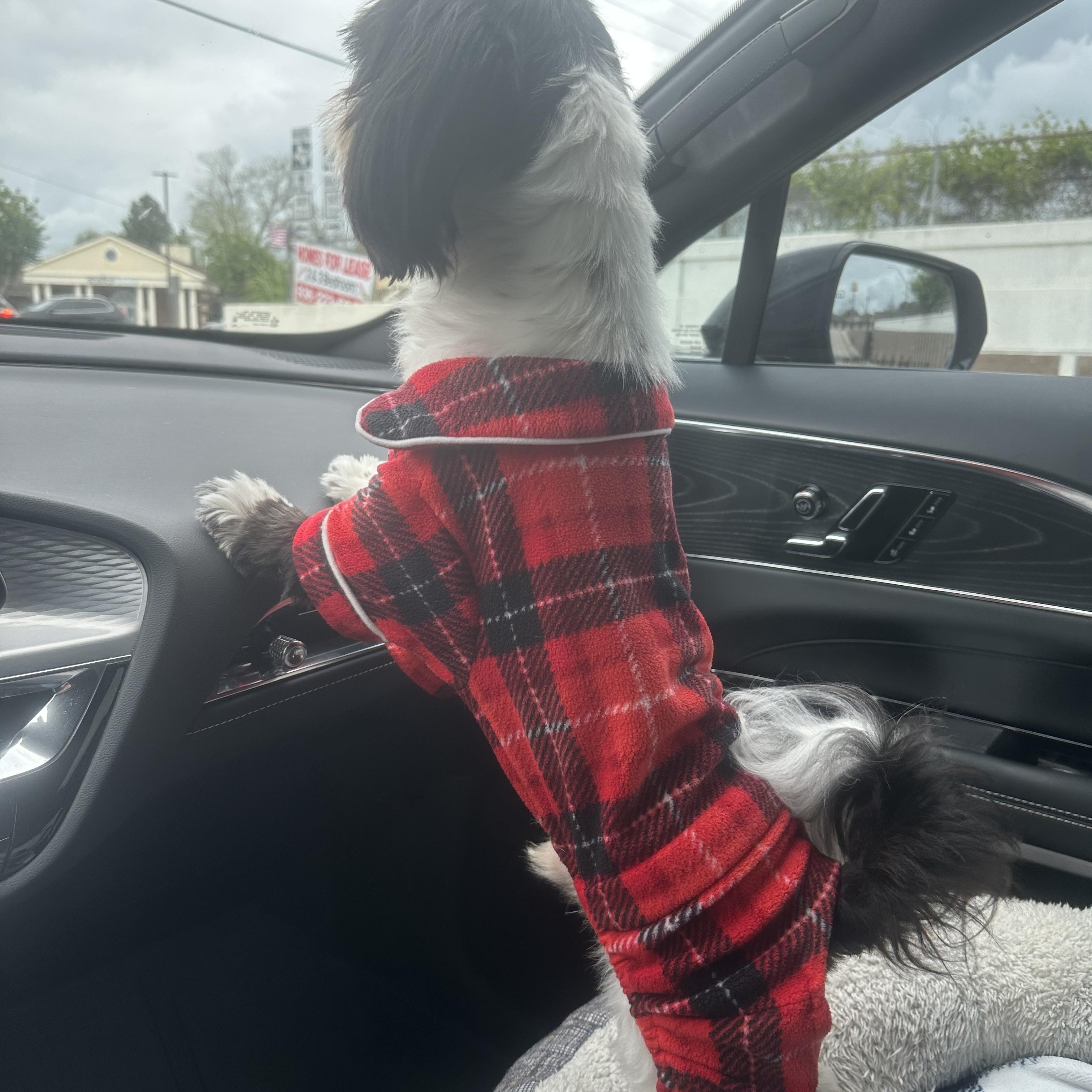 Enlarge Georgie Porgie, an adopted Shih Tzu in Humble, TX image 3/6