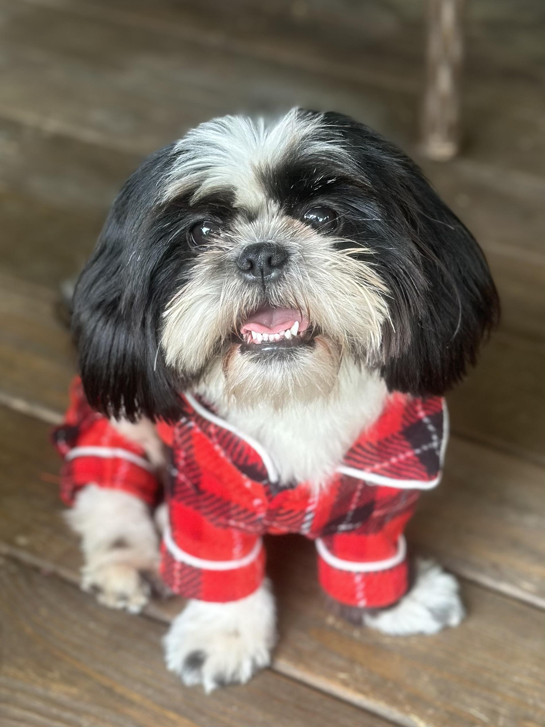 Georgie Porgie, adopted, Young Male Shih Tzu.