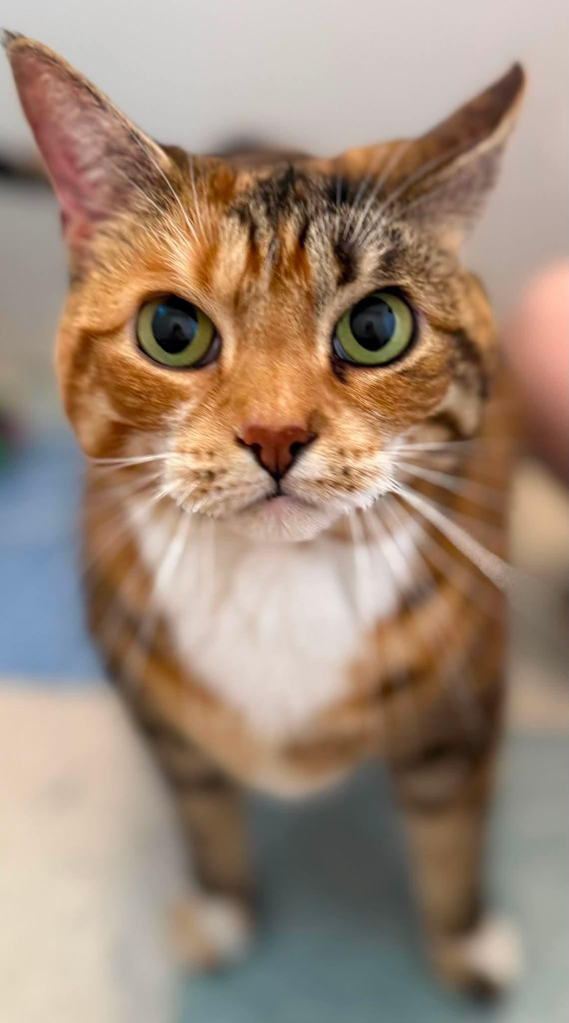Queen Elliana, Adopted, Adult Female Domestic Medium Hair.