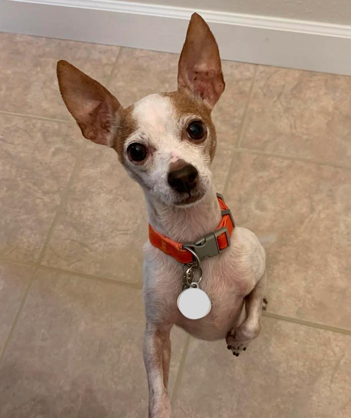 Enlarge Leo, a Adoptable Chihuahua in Osteen, FL image 1/3
